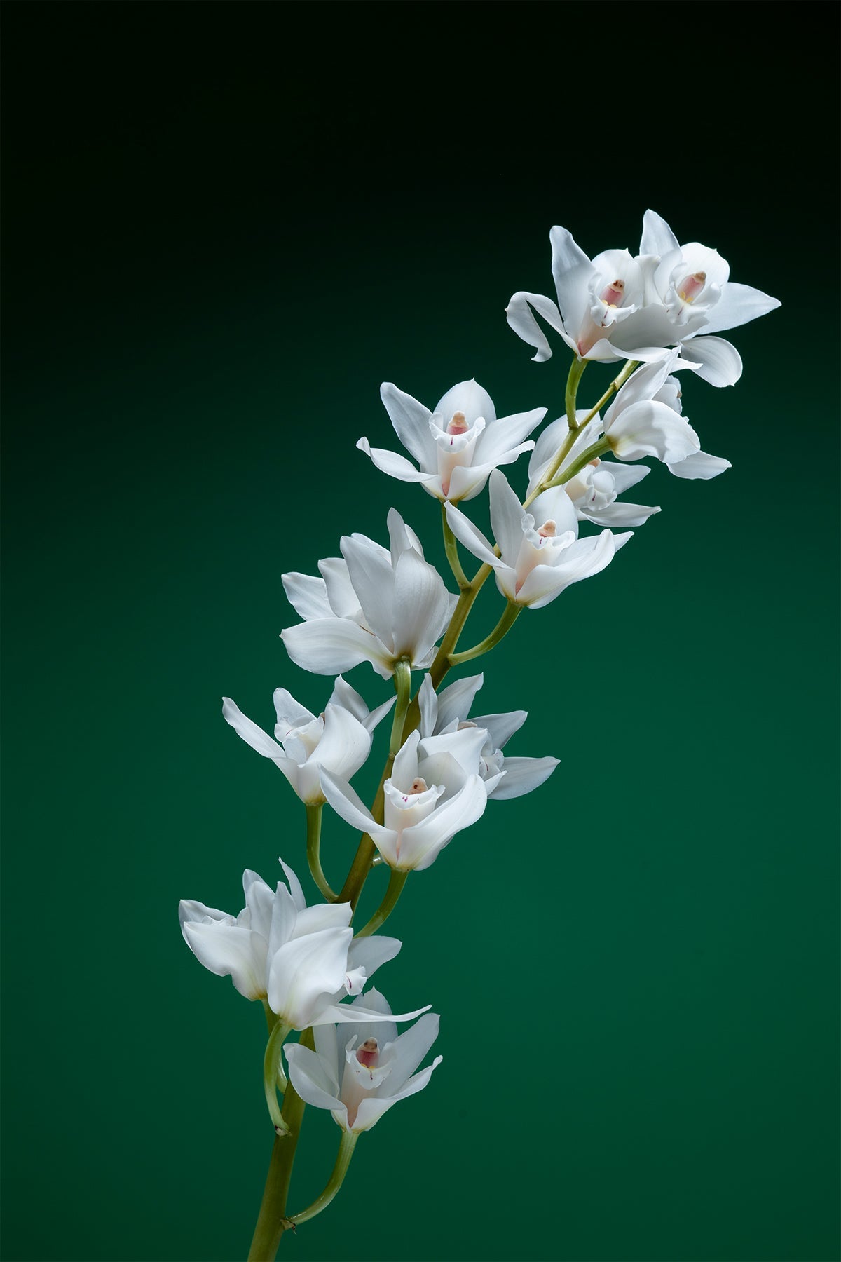 Lucille Orjinal Esanslı gardenia Oda Kokusu - 200 Ml